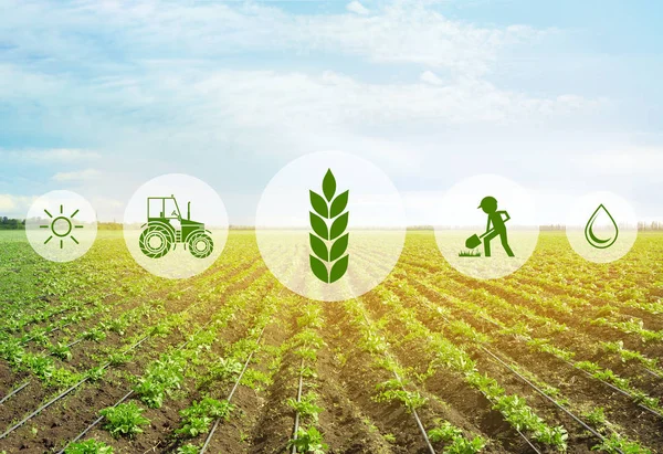 Concept of smart agriculture and modern technology — Stock Photo, Image