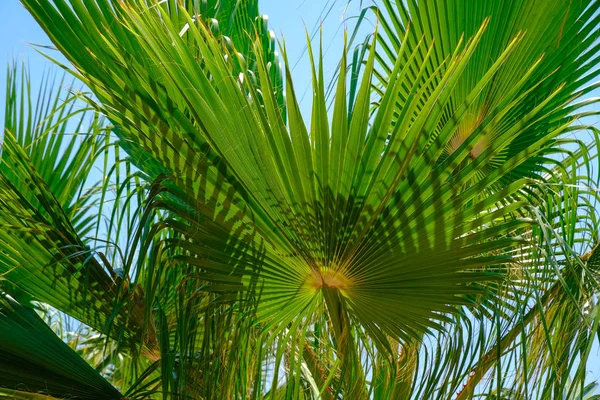 Piękne, Tropikalne Palma, zbliżenie — Zdjęcie stockowe