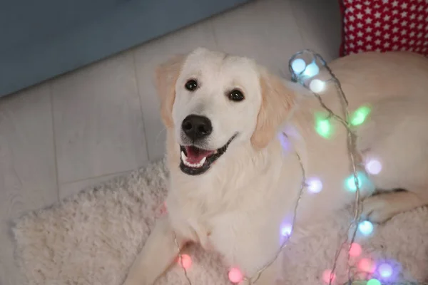 Lindo perro con luces de Navidad —  Fotos de Stock