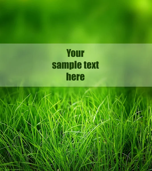 Zielona trawa z miejsca na tekst — Zdjęcie stockowe