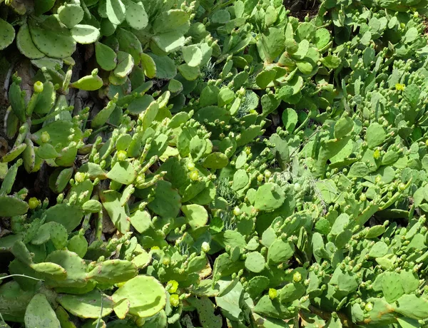 Świeże zielone kaktusy na słoneczny dzień — Zdjęcie stockowe
