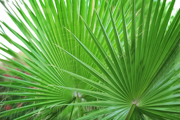 Zielony tropikalne liście, zbliżenie — Zdjęcie stockowe