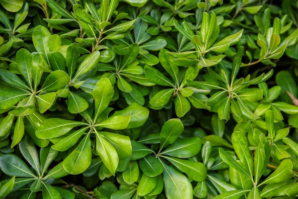 Tropical bush se zelenými listy jako pozadí — Stock fotografie