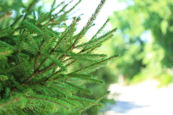 Beautiful fir tree outdoors. Christmas concept — Stock Photo, Image