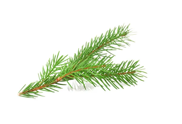 Branch of fir tree — Stock Photo, Image