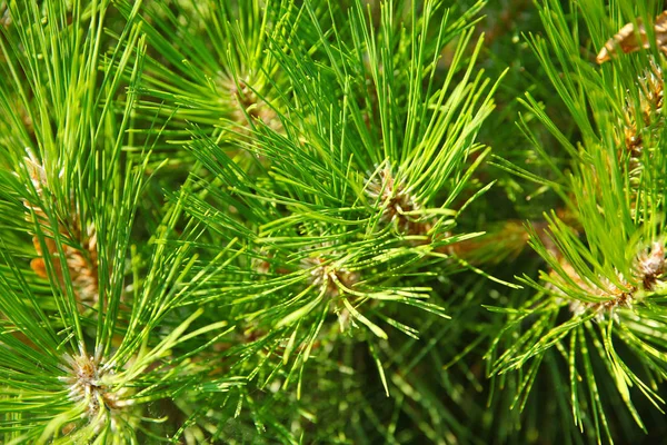 Belos ramos de pinheiros — Fotografia de Stock