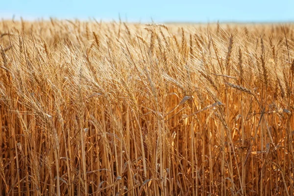 Колоски на пшеничном поле — стоковое фото