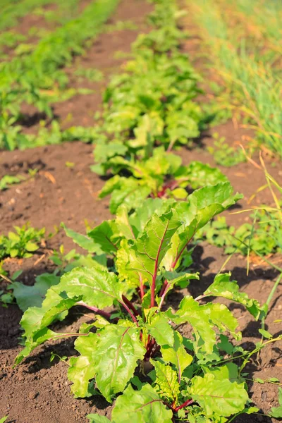 Young beet plants growing in vegetable garden — Stock Photo, Image