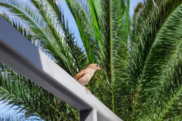 Dziki ptak i palm gałęzie drzew na tle — Zdjęcie stockowe