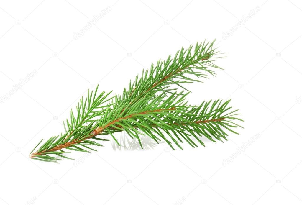 Branch of fir tree