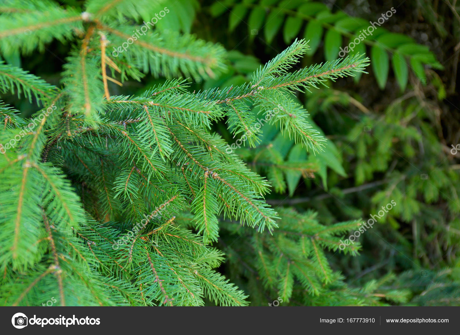 Beautiful fir tree branches Stock Photo by ©belchonock 167773910