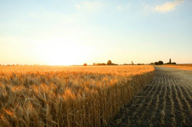 Beautiful wheat field  clipart
