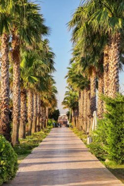 Tatil köyündeki tropik palmiye ağacı sokağı