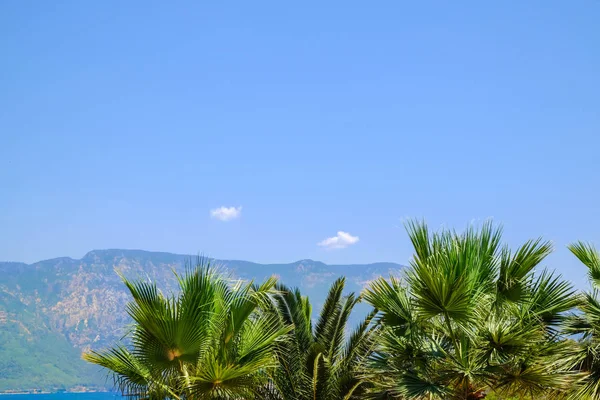 Krásné tropické palmy na pozadí modré oblohy — Stock fotografie