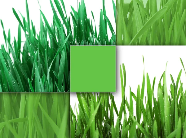 Collage av grönt gräs med plats för text — Stockfoto