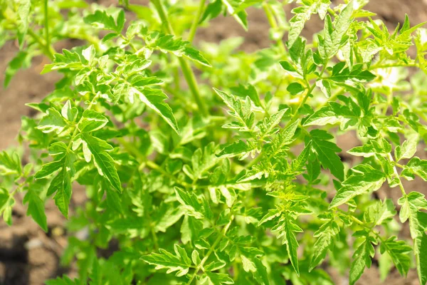 Groene tomaat bush in Tuin, close-up — Stockfoto
