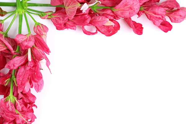 Composición hermosas flores tropicales rosadas sobre fondo blanco — Foto de Stock