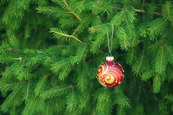 Bola de Natal pendurada no ramo de abeto — Fotografia de Stock