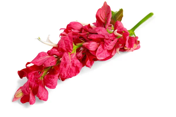 Beautiful pink tropical flowers on white background — Stock Photo, Image