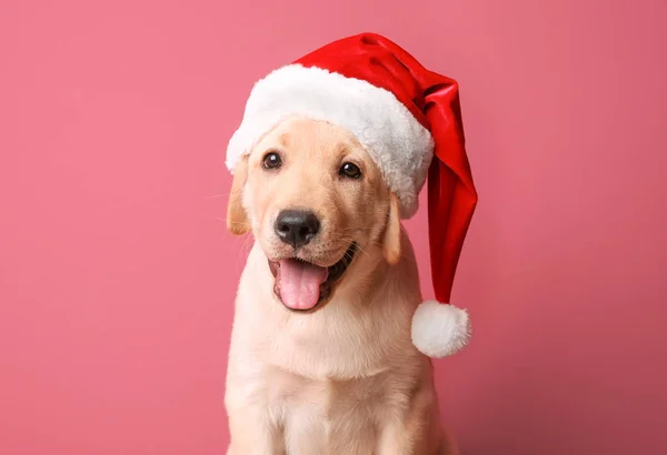 Niedlicher Hund mit Weihnachtsmann-Hut — Stockfoto