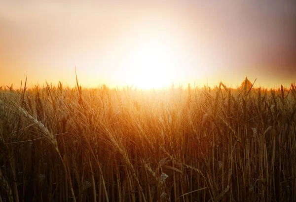 Espiguillas en el campo de trigo al atardecer — Foto de Stock