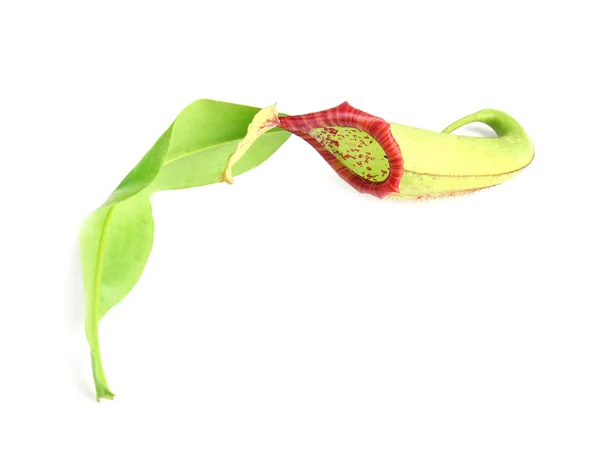 Pichet de plante tropicale Nepenthes sur fond blanc — Photo