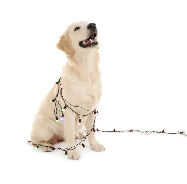 Söt hund med julbelysning — Stockfoto