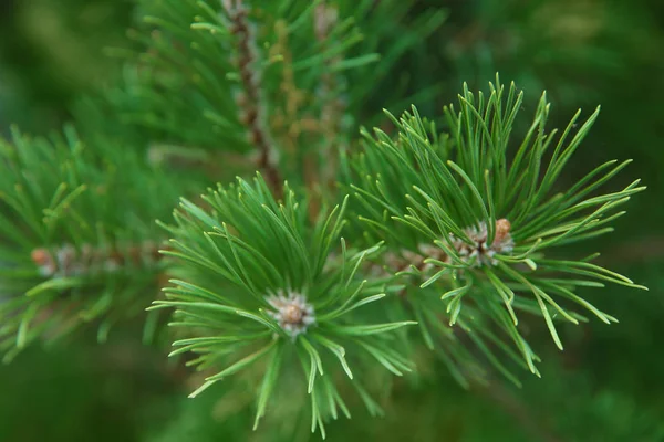 Mooie boom pijnboomtakken — Stockfoto