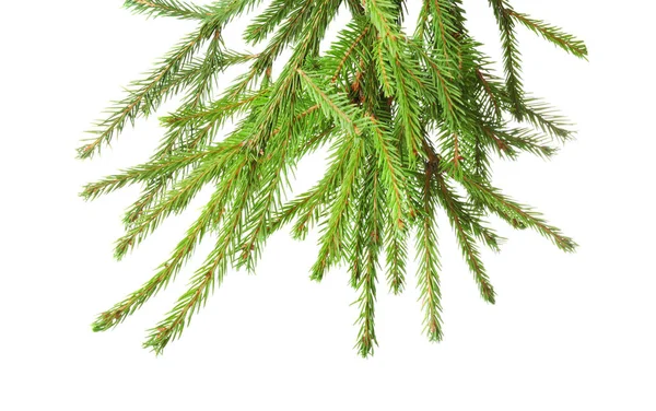 Branches of fir tree — Stock Photo, Image