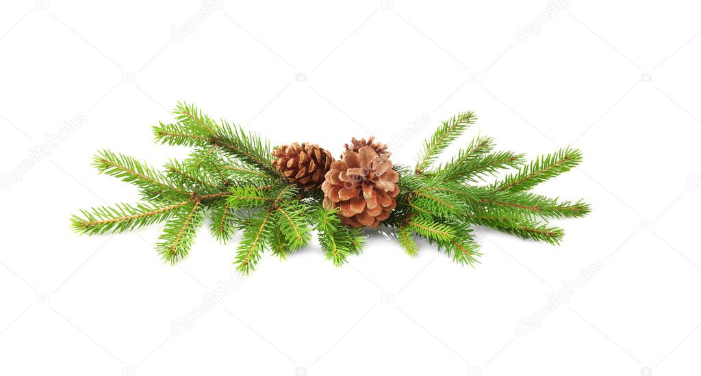 Branches of fir tree