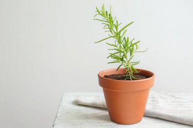 Biberiye bitki pot