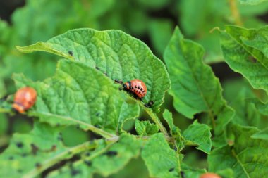 Beslendiği Colorado patates bitki üzerinde böcek