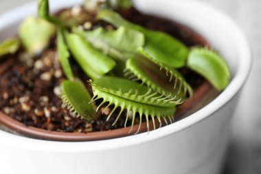 Dionaea muscipula in pot 