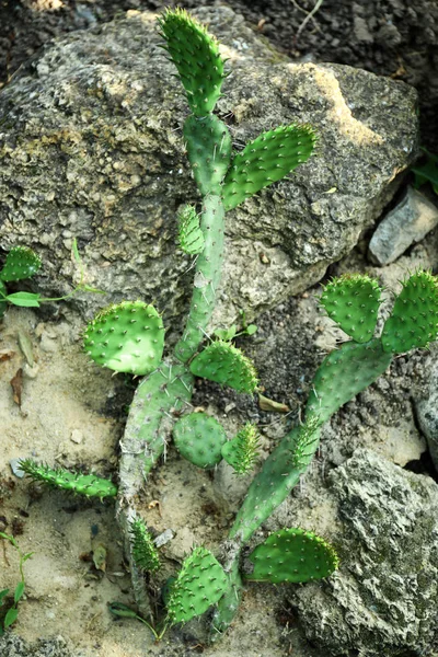 Hermoso cactus sobre piedras en el jardín — Foto de Stock