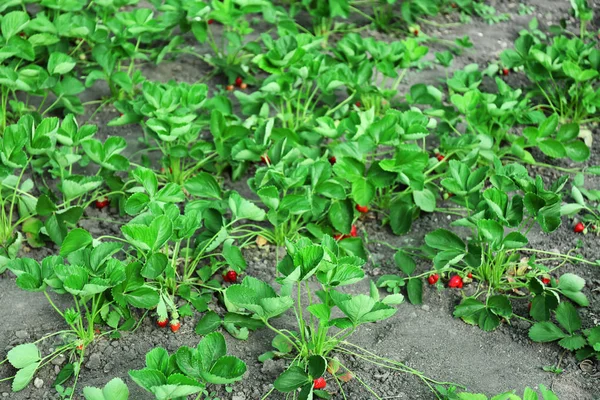 Bushes of strawberry plant in garden — Stock Photo, Image