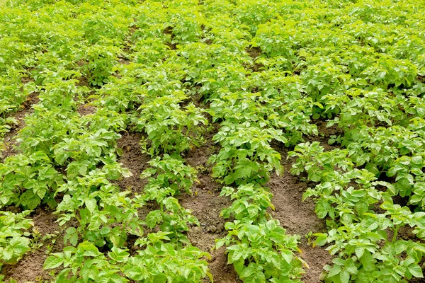 Aardappelplanten die groeien in tuin — Stockfoto