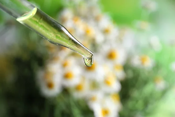 Chamomile essential oil — Stock Photo, Image