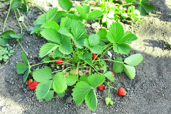 Arbustos de planta de fresa en el jardín — Foto de Stock