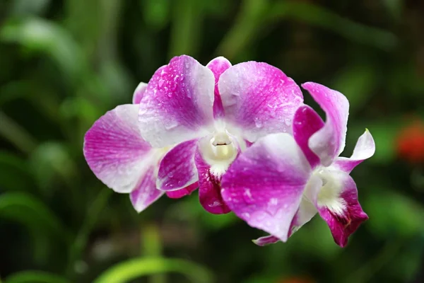 Beautiful tropical flowers — Stock Photo, Image