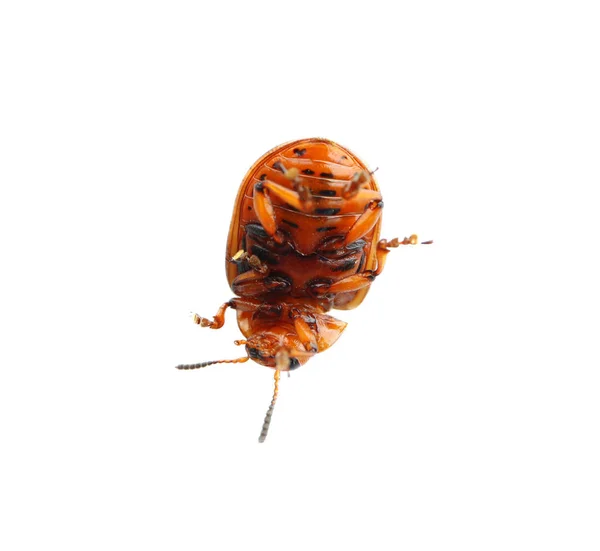 Brown colorado beetle — Stock Photo, Image