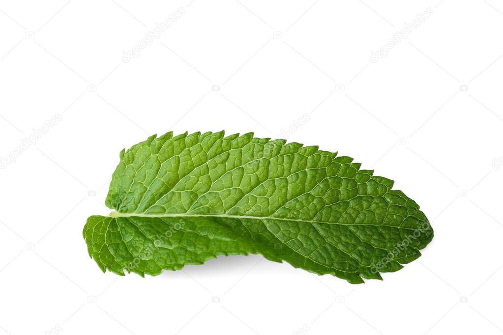 Fresh mint leaf 
