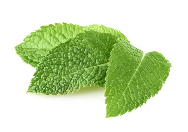 Taze nane yaprakları