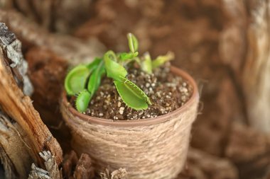 Pot ile Dionaea muscipula yıkılan ağaç gövdesi içinde