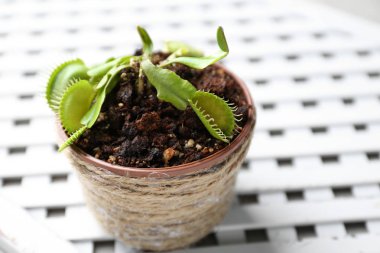 Dionaea muscipula in pot 