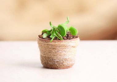 Dionaea muscipula in pot 