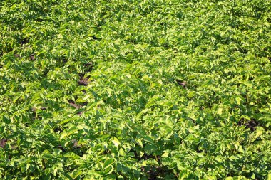 Güneşli alan çalıların patates