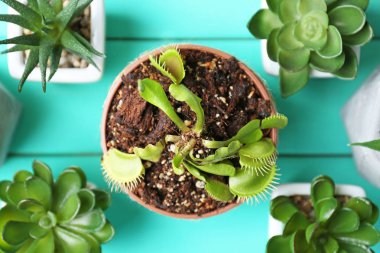 Dionaea muscipula in pot 