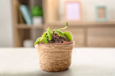 Dionaea muscipula in pot 