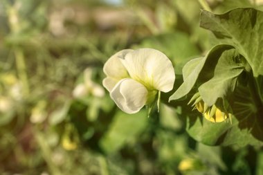 Tarlada çiçekler güzel bezelye
