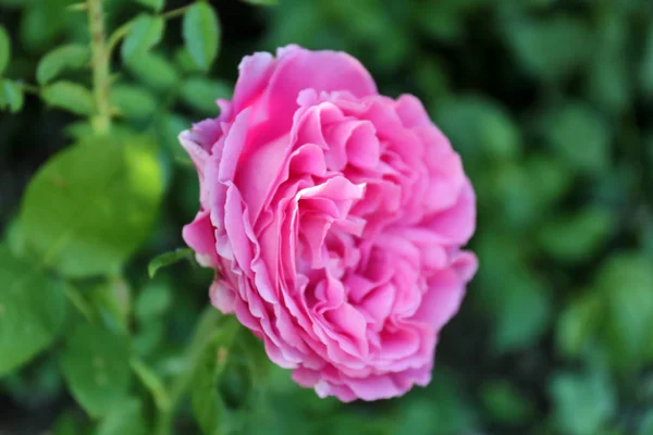 Hermosa flor en el jardín —  Fotos de Stock